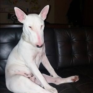 Meet your Posher, Brayden